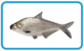 stlcatfishing - gizzard shad