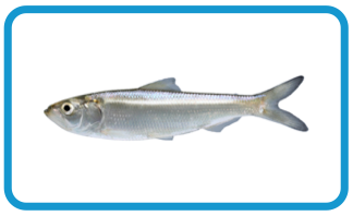 stlcatfishing skip jack herring