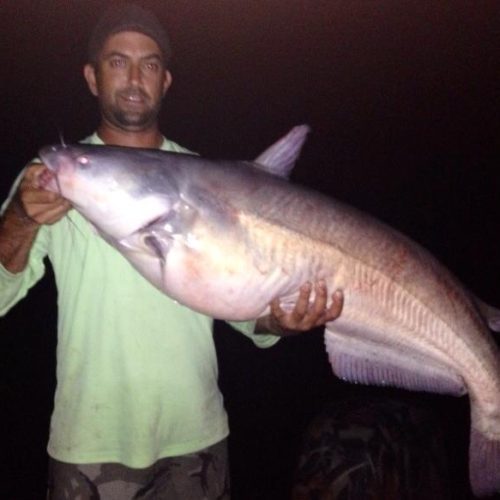stlcatfish_0002