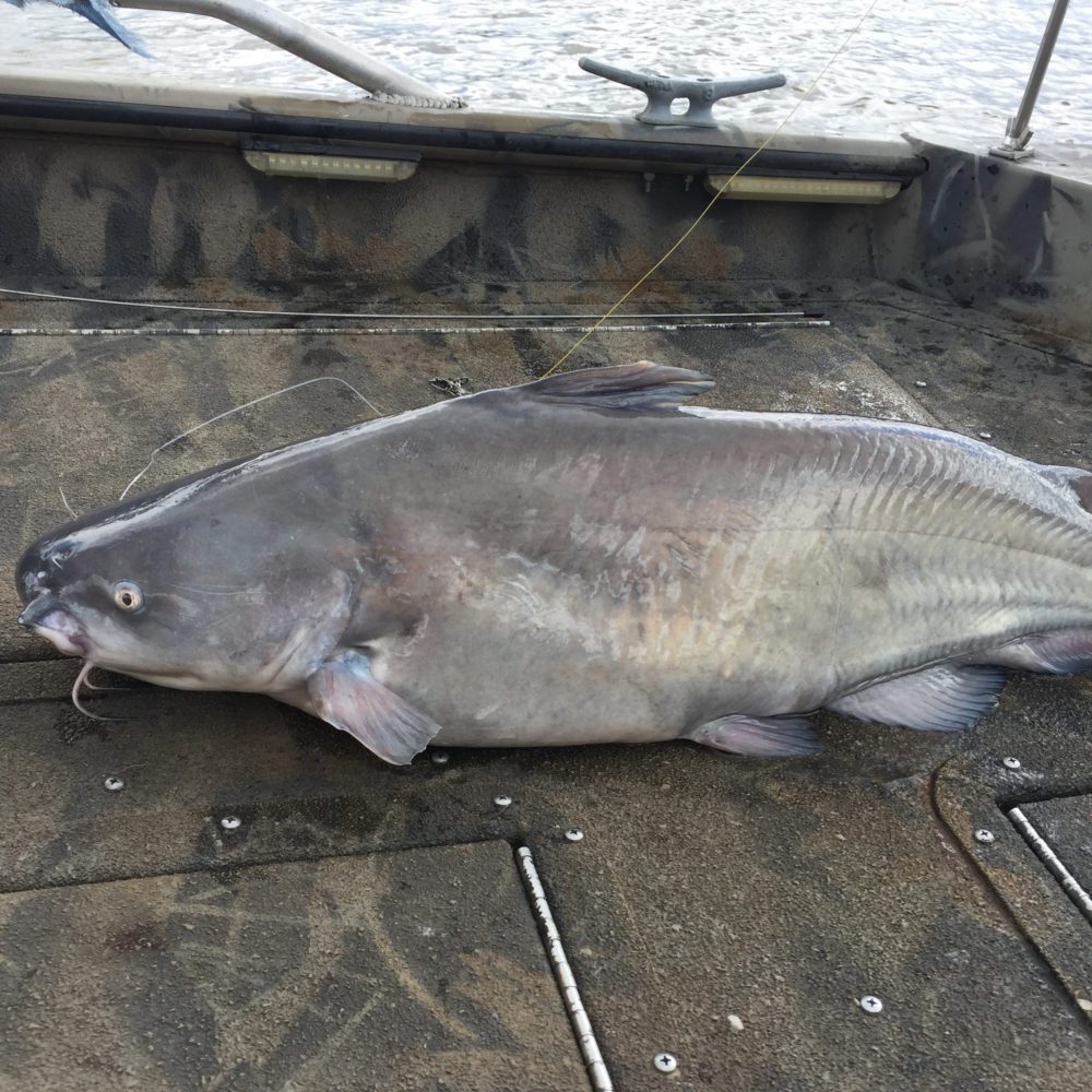 stlcatfishing_0091