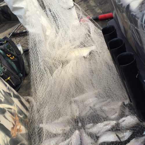 stlcatfishing_0097
